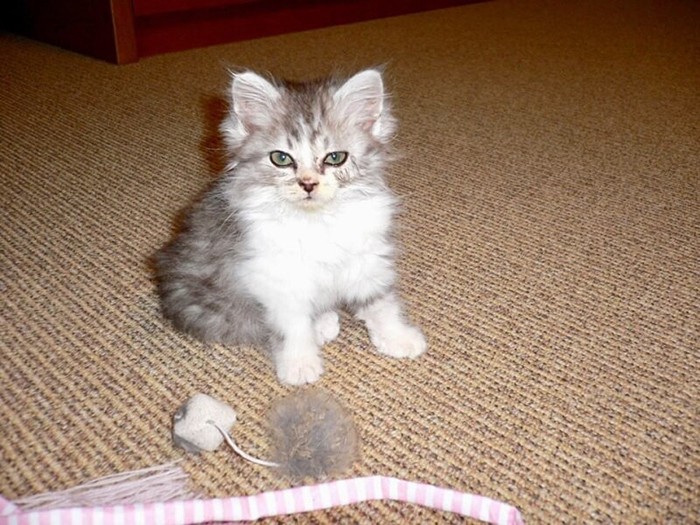 家にきたころの「こまめ」