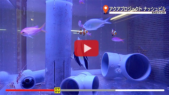 #515アクアプロジェクト ナッシュビル①