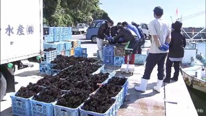 今シーズン初のウニ漁　前年よりも３週間早く漁が解禁　宮城・南三陸町