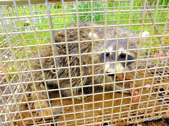 raccoon trap, raccoon traps, raccoon cage, raccoon cages, raccoon trapping,  raccoon removal, raccoon equipment, raccoon control, nuisance raccoon,  raccoon box, raccoon humane trap, live trapping, live traps, live trap, have -a-heart, hav-a-heart, have