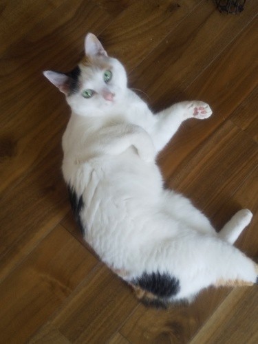 ひとしきりの「わしゃわしゃ」の後は「ごろん」！この後、おなかをもふらないと怒ります。