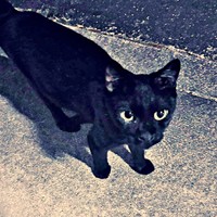 保護前、姿を現すようになったしずくちゃん（画像提供：さばりんご。さん）