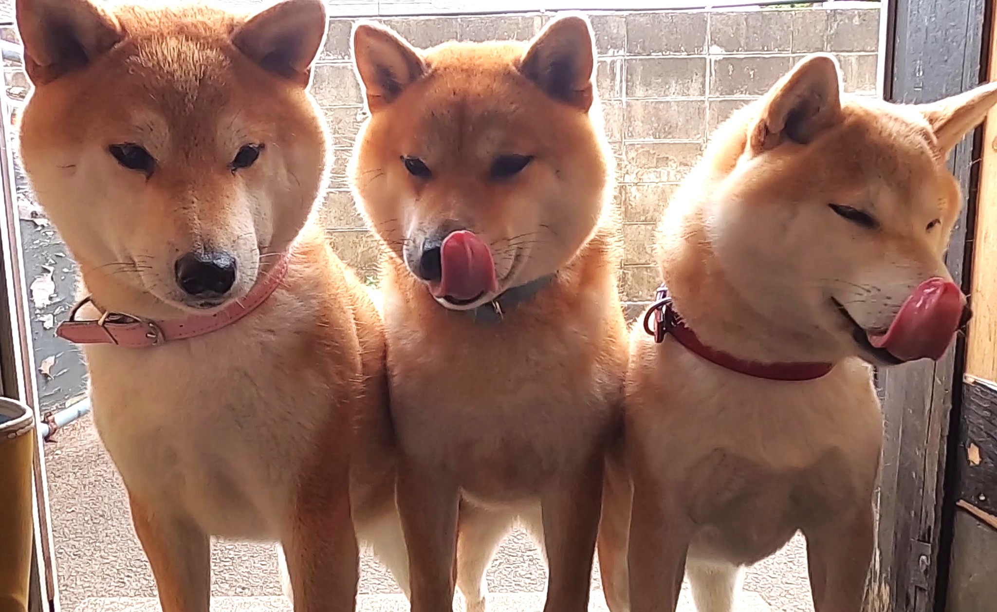 ぎゅうぎゅうしば」おしくらまんじゅう状態で散歩する柴犬親子 「だんご三兄弟並」「可愛い柴ケツ」なぜ、ぎゅうぎゅうに？｜まいどなニュース