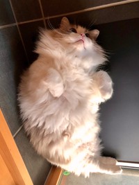 「エビフライとろねこ」とろねこチャレンジ第三弾に参加したかいつけ（@KRAUSER_MKM1000）の投稿（本人承諾）