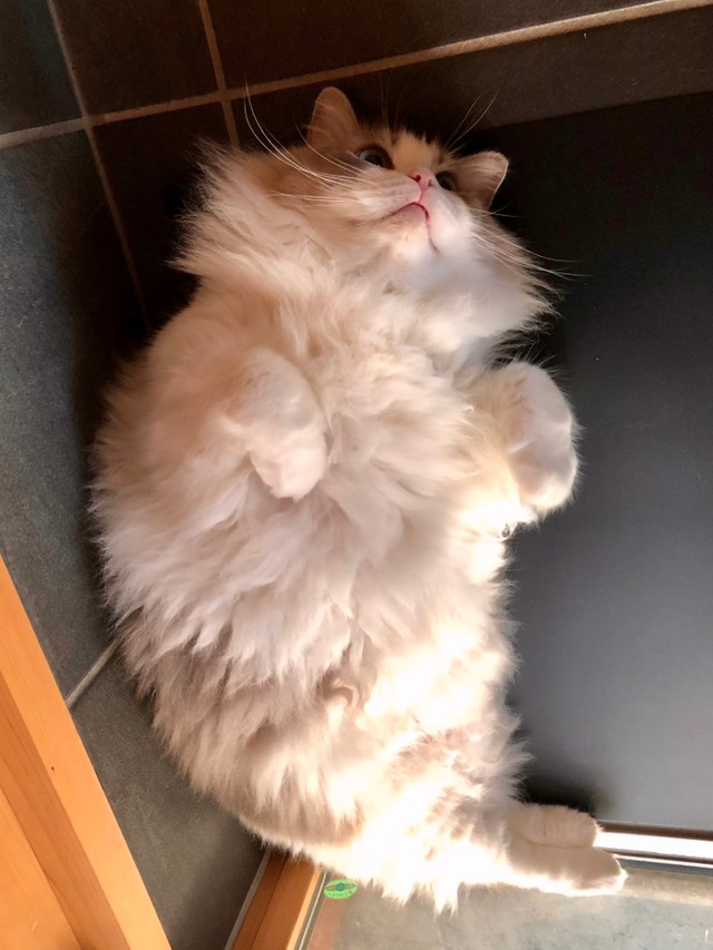 「エビフライとろねこ」とろねこチャレンジ第三弾に参加したかいつけ（@KRAUSER_MKM1000）の投稿（本人承諾）