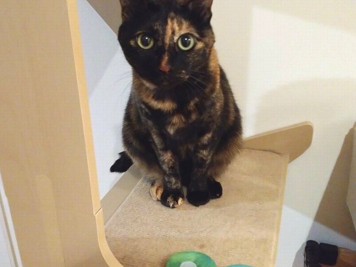 ワッペンを前に、困惑するあんず