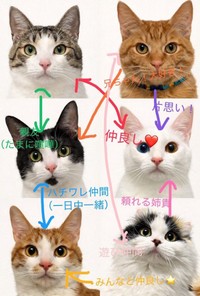 個性豊かな6匹の関係性はこんな感じ（画像提供：キムチ母さん）