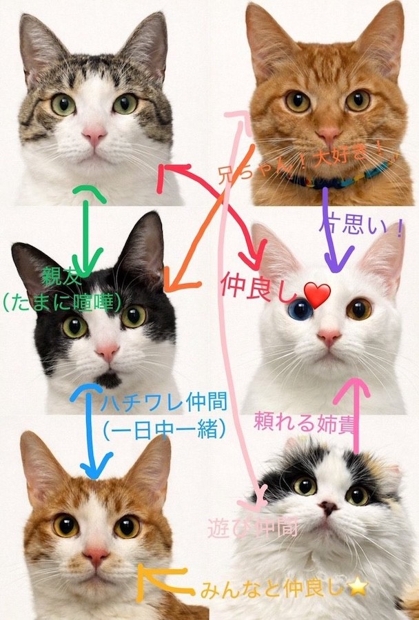 個性豊かな6匹の関係性はこんな感じ（画像提供：キムチ母さん）
