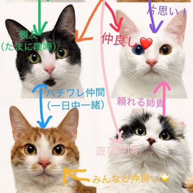 個性豊かな6匹の関係性はこんな感じ（画像提供：キムチ母さん）
