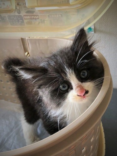 保護直後の福丸（写真提供＝じゅらく）