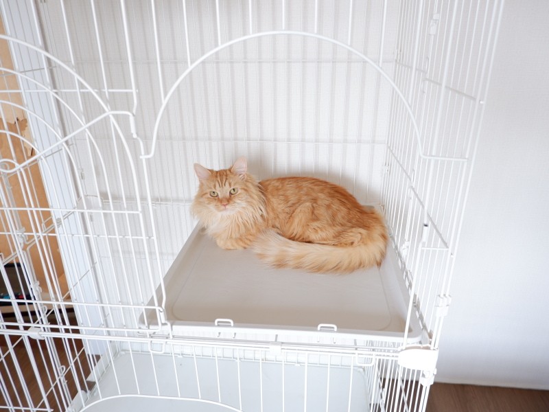 シェアハウスにホームステイ中だった子。その後、新しい飼い主が決まったそう