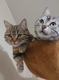 あずきちゃん㊧とさくらちゃん。仲良しですが、プロレスごっこをすることも（提供写真）
