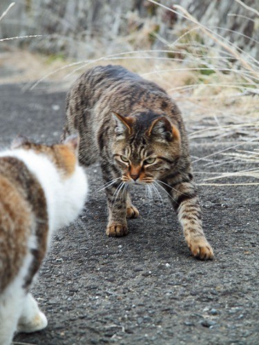 子孫繁栄のために闘うにゃんたまたち