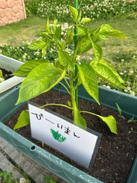 お花も可愛らしいですね、りっぱな「ぴーぃまん」の実がなりますように…!!（画像提供：ぽんさん）