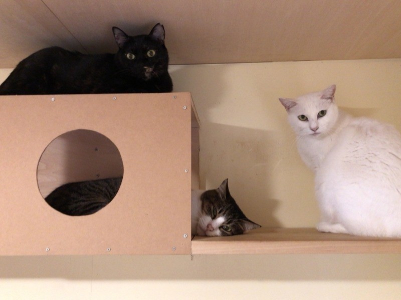 保護部屋２号棟にいる猫たち