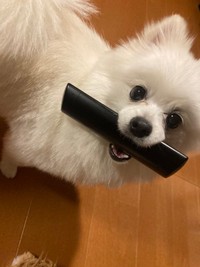 リモコンを咥え、追いかけっこを期待するこむぎくん（提供：ポメラニアンのこむぎさん）