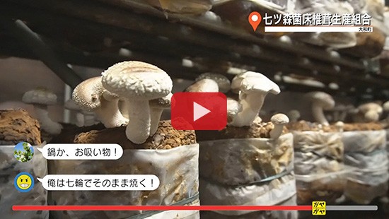 #370七ツ森菌床椎茸生産組合②