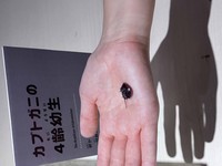 1円玉サイズのカブトガニ（4齢幼生）
