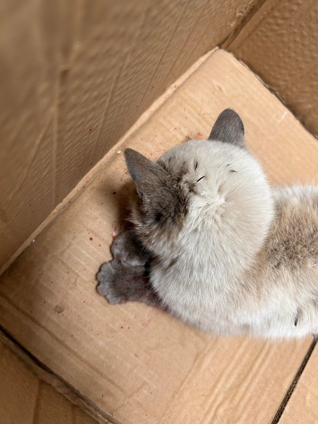 埼玉県熊谷市の国道沿いで保護された瀕死の子猫（「にゃんこ先生family」さん提供）