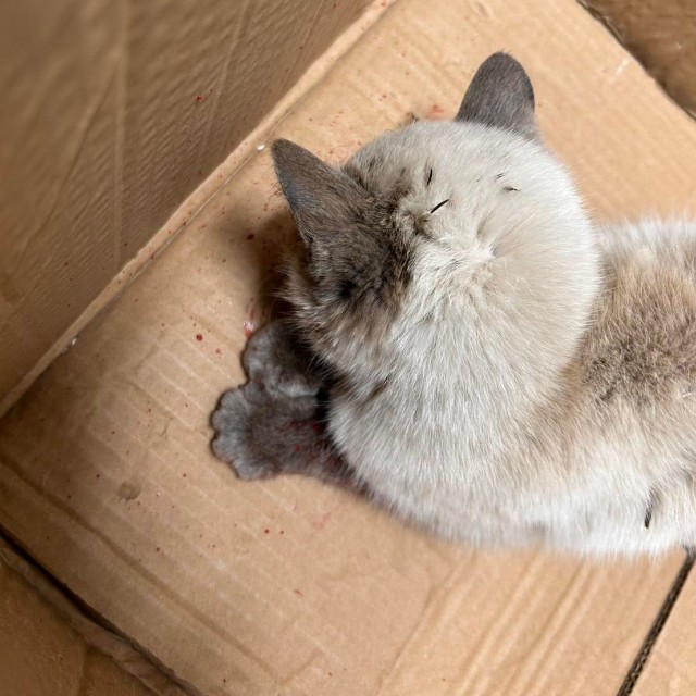 埼玉県熊谷市の国道沿いで保護された瀕死の子猫（「にゃんこ先生family」さん提供）