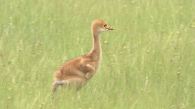 岡山県自然保護センターで誕生したタンチョウのひな
