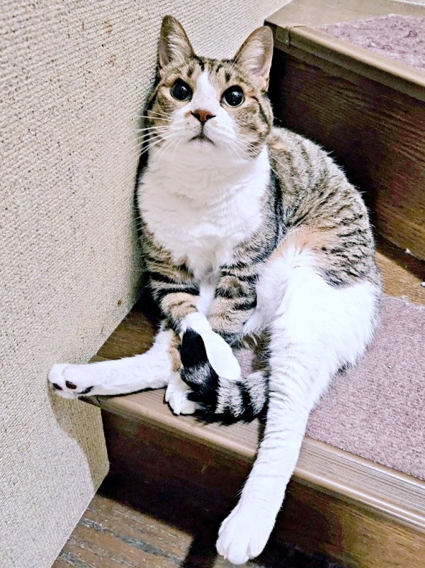 まるで小さな子ども！？ おすわりポーズが愛らしい元気くん（画像提供：MOTOさん）