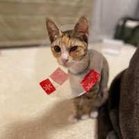 避妊手術と同時に目の手術をしたさごしちゃん（画像提供：ネムノキさん）