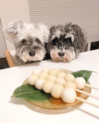 月見だんごとジジトトちゃん（提供：jiji&totoさん）