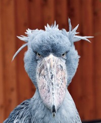 「ハシビロコウのふたば」より（写真：南幅俊輔）