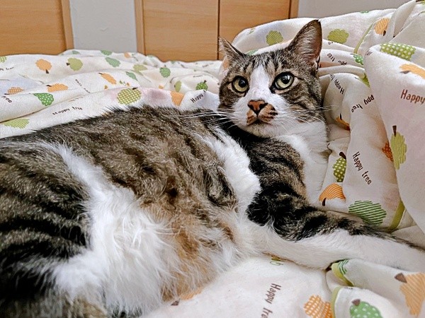 朝、起きたらーー飼い主さんのそばで寝ていたこたろくん（画像提供：ぴてさん）