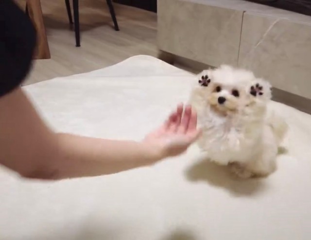 まるでレッサーパンダの威嚇のような出立ちのぽてとくん（提供：マルプーのぽてとさん）