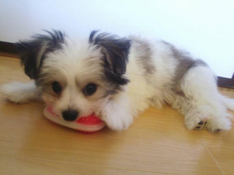 家にきたころの「つぶ」