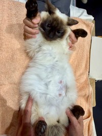 本日のレントゲン写真で、生まれる子猫は3匹と判明しました。どんな柄が生まれてくるのかは、まだわかりません。あと1週間から10日で生まれるでしょう。