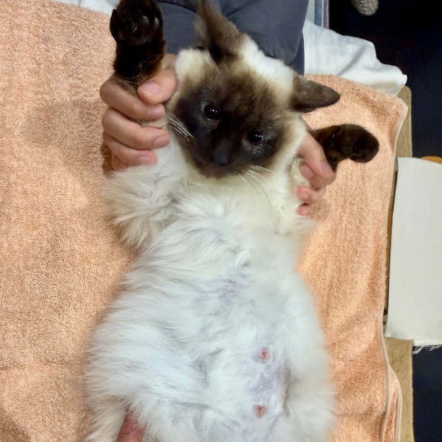 本日のレントゲン写真で、生まれる子猫は3匹と判明しました。どんな柄が生まれてくるのかは、まだわかりません。あと1週間から10日で生まれるでしょう。
