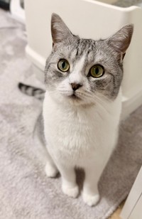 綺麗なお顔でカメラを見つめる春陽くん（提供：いろはるひ🐾さん）