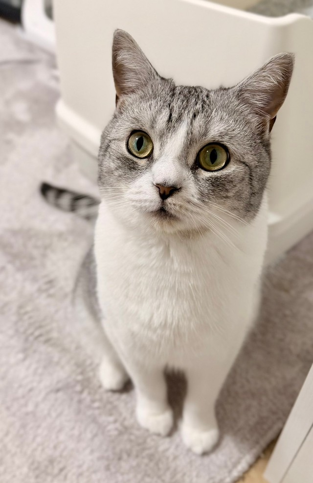 綺麗なお顔でカメラを見つめる春陽くん（提供：いろはるひ🐾さん）