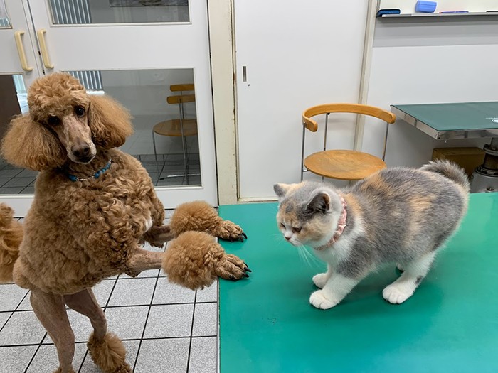 人も犬も大好き、院長からもかわいがられているブレイズ。「平べったくてブスッとした顔ですが（笑）、とても穏やか」というパンナちゃん。ふたりは大の仲良し（前村さん提供）