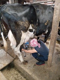 搾乳中（提供：西岡牧場さん）