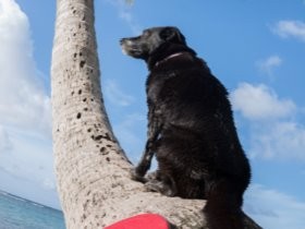 人をいやすハワイの“ハッピードッグ”　ロキシー