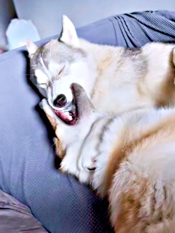 兄・グレイくん（上）の口をガウガウする妹・ラルフちゃん（下）（画像提供：グレイ ラルフさん）