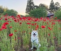 ポピーの花に囲まれてにっこり笑顔の福丸くん（画像提供：福丸さん）