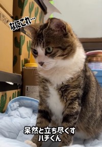 猫がふえとる！（「はちですよ」さんさん提供、Instagramよりキャプチャ撮影）