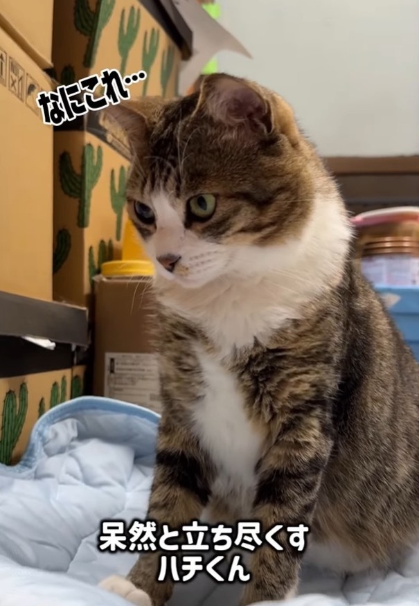 猫がふえとる！（「はちですよ」さんさん提供、Instagramよりキャプチャ撮影）