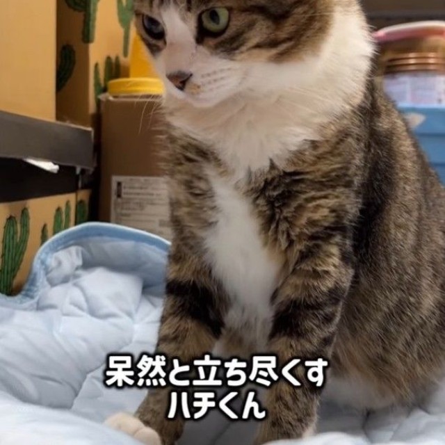 猫がふえとる！（「はちですよ」さんさん提供、Instagramよりキャプチャ撮影）