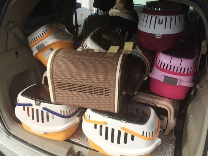 センターから引き出した猫たちを車に積んだ様子