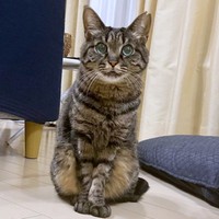 立派に成長し美ニャンになったココちゃん（画像提供：ココ･リボンさん）