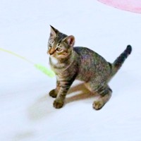 猫じゃらしで遊ぶ子猫時代のリリーちゃん（画像提供：夜更かしの猫好きさん）