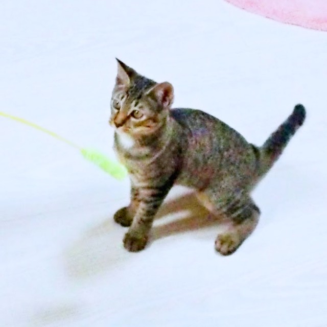 猫じゃらしで遊ぶ子猫時代のリリーちゃん（画像提供：夜更かしの猫好きさん）