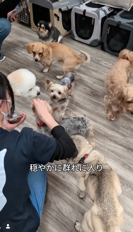 穏やかに群れに入れました（「犬と人の学校NOLE」提供、Instagramよりキャプチャ撮影）