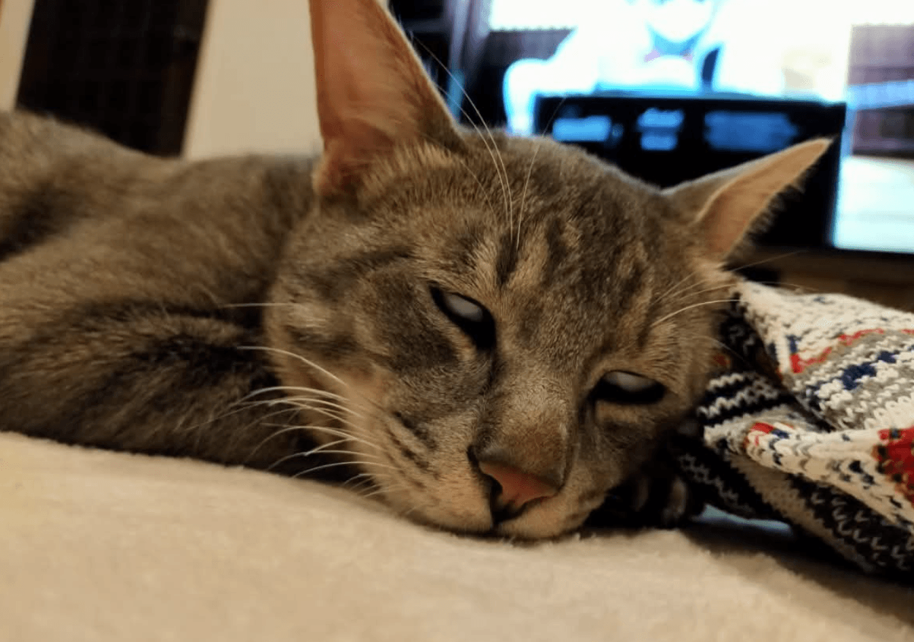 壁のコンセントは見つけたのに、充電が必要なのは猫の方。うとうとする功労猫（画像提供：kiriparaさん）